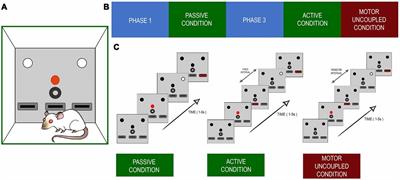 Timing Is of the Essence: Improvement in Perception During Active Sensing